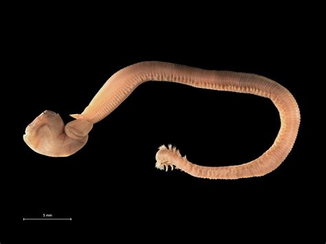 Types Of Worms