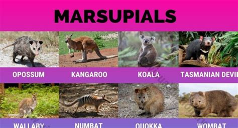 Marsupials: Best List of 16 Marsupial Animals with Pictures - Visual ...