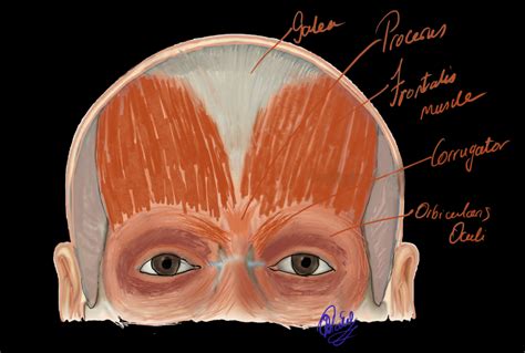 Anatomy, Head and Neck; Frontalis Muscle - StatPearls - NCBI Bookshelf