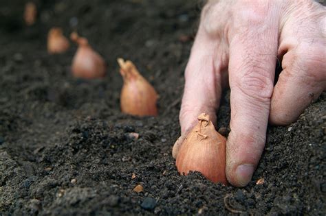 How to Grow Shallots - gardenersworld.com