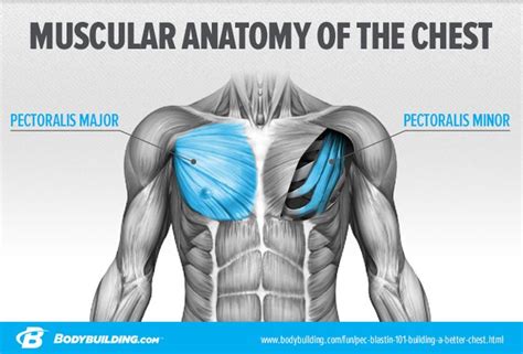 Pec Blastin' 101: Building A Better Chest From Every Angle