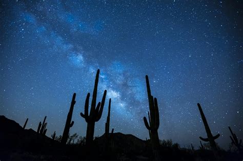 Cactus Plants Under the Starry Sky · Free Stock Photo