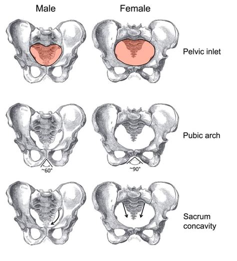 Pin by Welcome To The Grave on Add | Male vs female, Western saddle, Pelvis