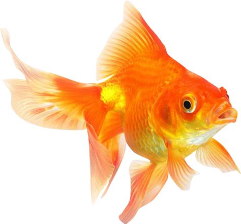 Goldfish Png Transparent at Eloise Coleman blog