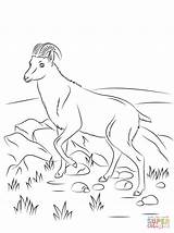 Whippet Coloring Pages At GetColoringscom  Free Printable Colorings sketch template