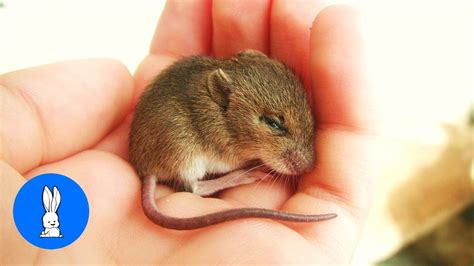 Cute Baby Mouse Animal