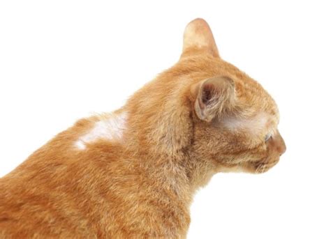 Hair Loss Related to Cancer in Cats | PetMD