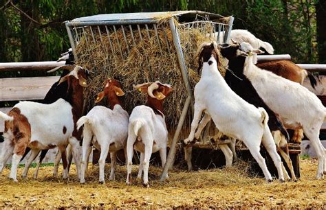 Goat Farming Business For Beginners | Asia Farming