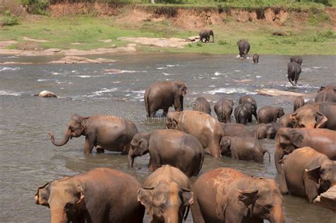 Elephant Herd at a Watering Hole Stock Photo - Image of elephant, bathing: 31454070