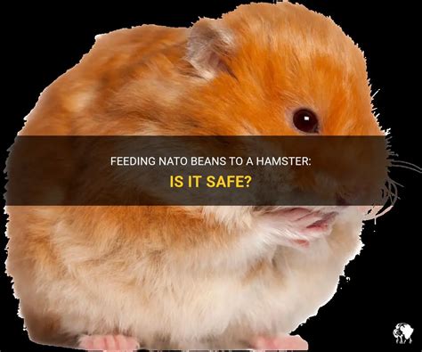 Feeding Nato Beans To A Hamster: Is It Safe? | PetShun