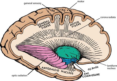 Basal Ganglia Ct Anatomy