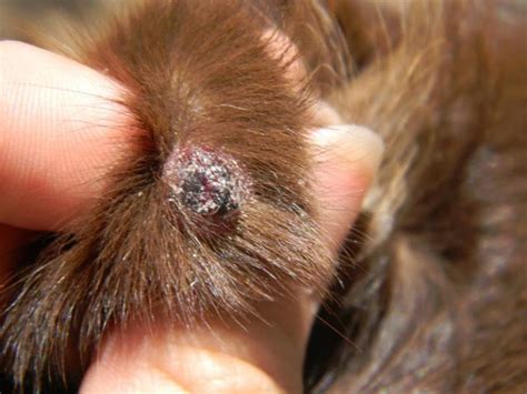 Info About Some Shih Tzu Skin Problems: Shih Tzu Skin Bumps