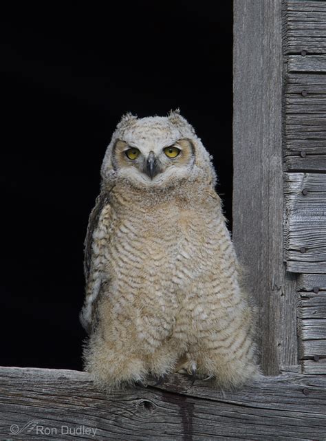 Great Horned Owl Chicks On The Farm – Feathered Photography