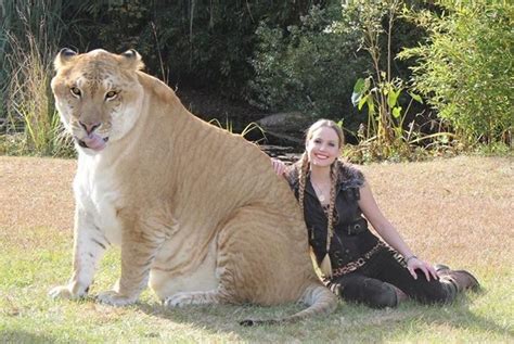 What is a liger? in 2020 | Animals, Unique animals, Rare animals