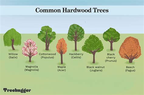 Identifying the Most Common Hardwood Trees