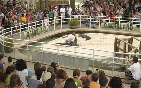 Shows | Gatorland | Orlando Florida Family Adventure Theme Park