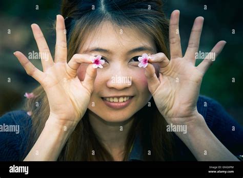 Asian woman with Himalayan Cherry Or Cherry blossom Stock Photo - Alamy