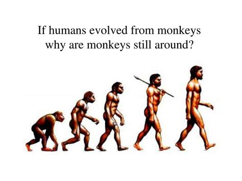 PPT - If humans evolved from monkeys why are monkeys still around ...