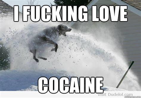 [Image - 670881] | Cocaine Bear | Know Your Meme