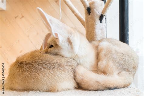 fennec fox Stock Photo | Adobe Stock