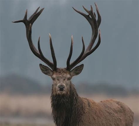 Pretty Male Deer Antlers | Male Red deer - beautiful antlers (EdelHert) | Wild Animals1 ...