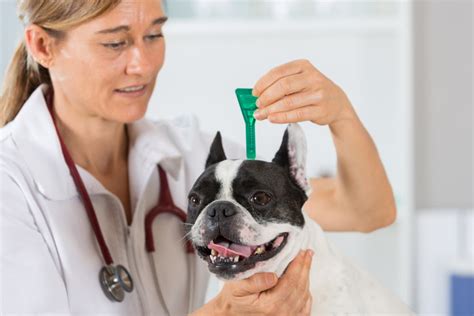 AceSeeker.com | Search More. Learn More | 5 tips for managing flea and tick infestations in dogs