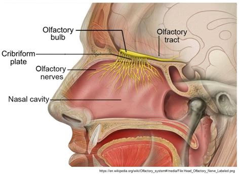 Is the Human Olfactory Bulb Necessary? | Discover Magazine