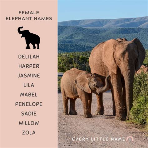 180+ Best Elephant Names (Cute, Funny, and Creative) - Every Little Name