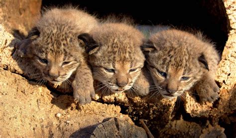 Lynx Cubs [IMAGE] | EurekAlert! Science News Releases