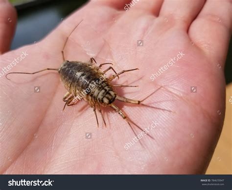 Giant Sea Cockroach