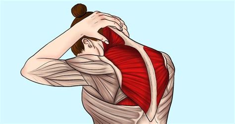 10 étirements pour soulager les tensions du cou et des épaules Neck And Shoulder Stretches, Neck ...