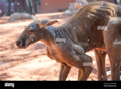 Male kangaroo with powerful muscles on its legs Stock Photo - Alamy