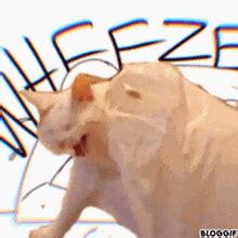 Wheeze Laugh GIF - Wheeze Laugh - Discover & Share GIFs