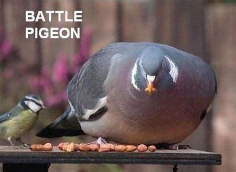 Pin on Pigeon funny