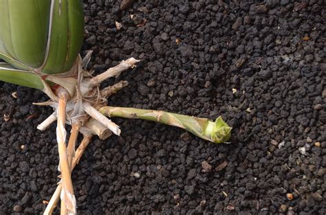 Sansevieria pinguicula variegated | GREGORIUZ | Flickr