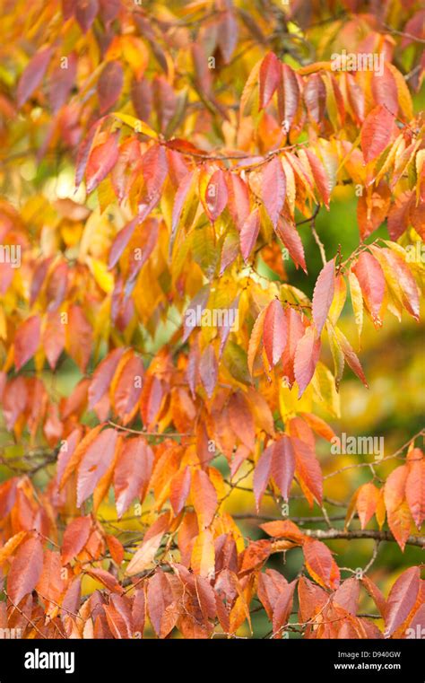 Zelkova serrata autumn colour fall color tree deciduous hi-res stock ...