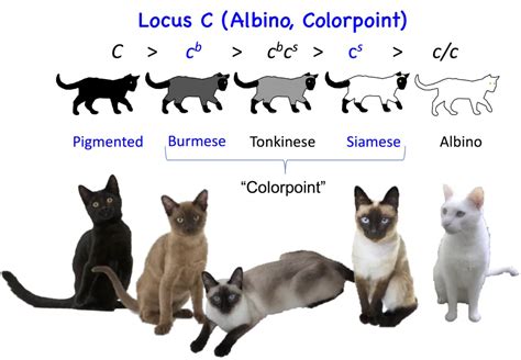 Cat Genetics 2.0: Colours | Laboratoire de génétique vétérinaire