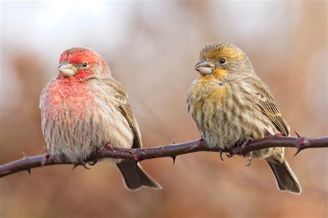 Win a free spot in the Cornell Lab's feeder bird identification course ...