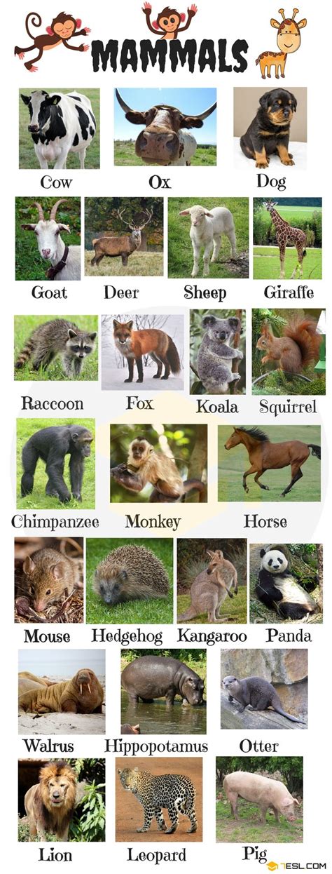 Animal Names | Types of Animals | List of Animals • 7ESL | English ...