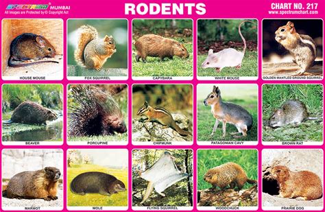 Spectrum Educational Charts: Chart 217 – Rodents