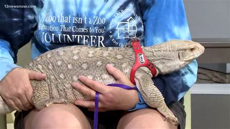 Shelter Sunday: Blue the Savannah monitor lizard - YouTube