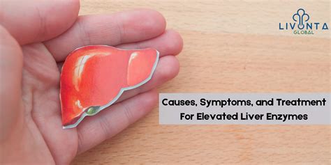 Causes, symptoms, and treatment for Elevated liver enzymes - Livonta ...