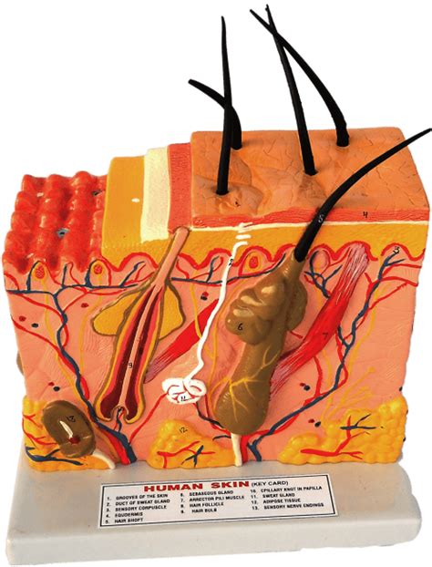 Human Skin Model 3D – Medilab Exports Consortium