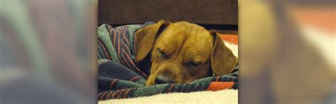 Symptoms of kennel cough | General center | SteadyHealth.com