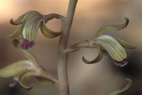 Crested Coral Root Orchid, Atlanta Photograph by Peter Essick - Fine Art America