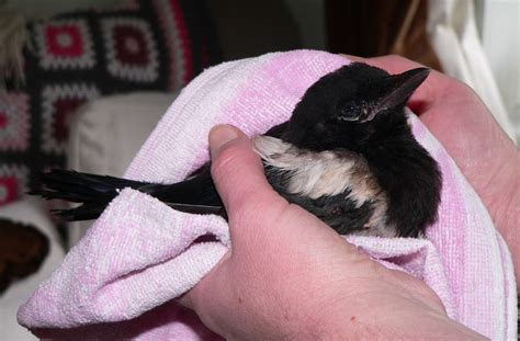 The Joy of Living!: Baby bird update and injured baby Magpie!