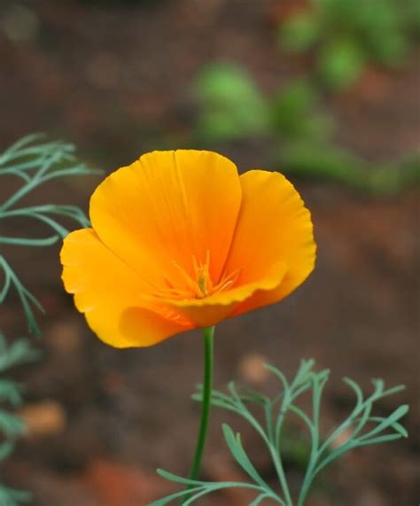 Meet the California Poppy: Growing + Care Guide