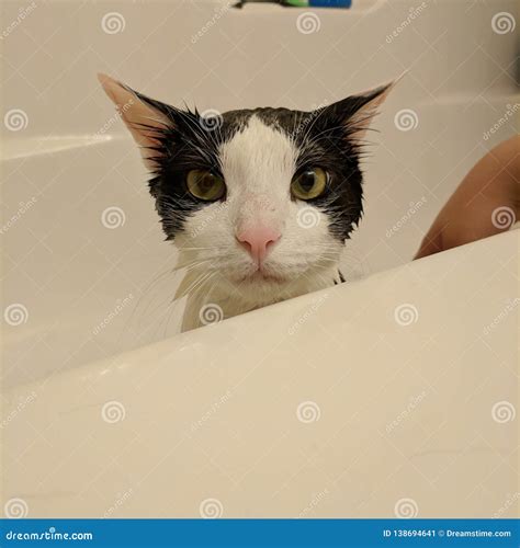 Cat bath stock image. Image of bath, takes, relaxing - 138694641