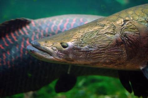 The Arapaima Management Plan | People not poaching