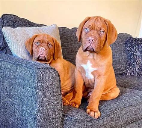 15 Photos Of Dogue de Bordeaux Puppies That Make Everyone Fall In Love - ilovedogscute.com